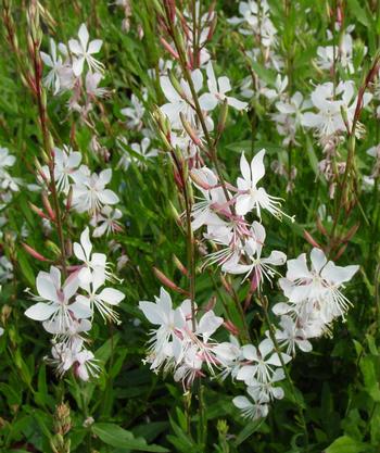 Gaura lindheimeri 'Whirling Butterflies'