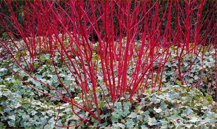 Cornus alba 'Sibirica'