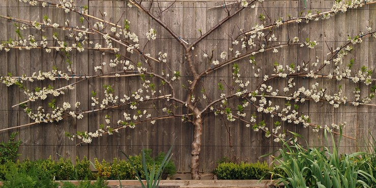 Fan shaped fruit tree.jpg