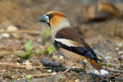 Hawfinch