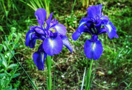 Irises