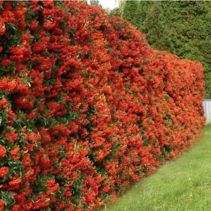 Pyracantha hedge