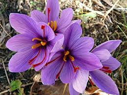 Crocus sativa